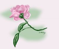 Rose thorn